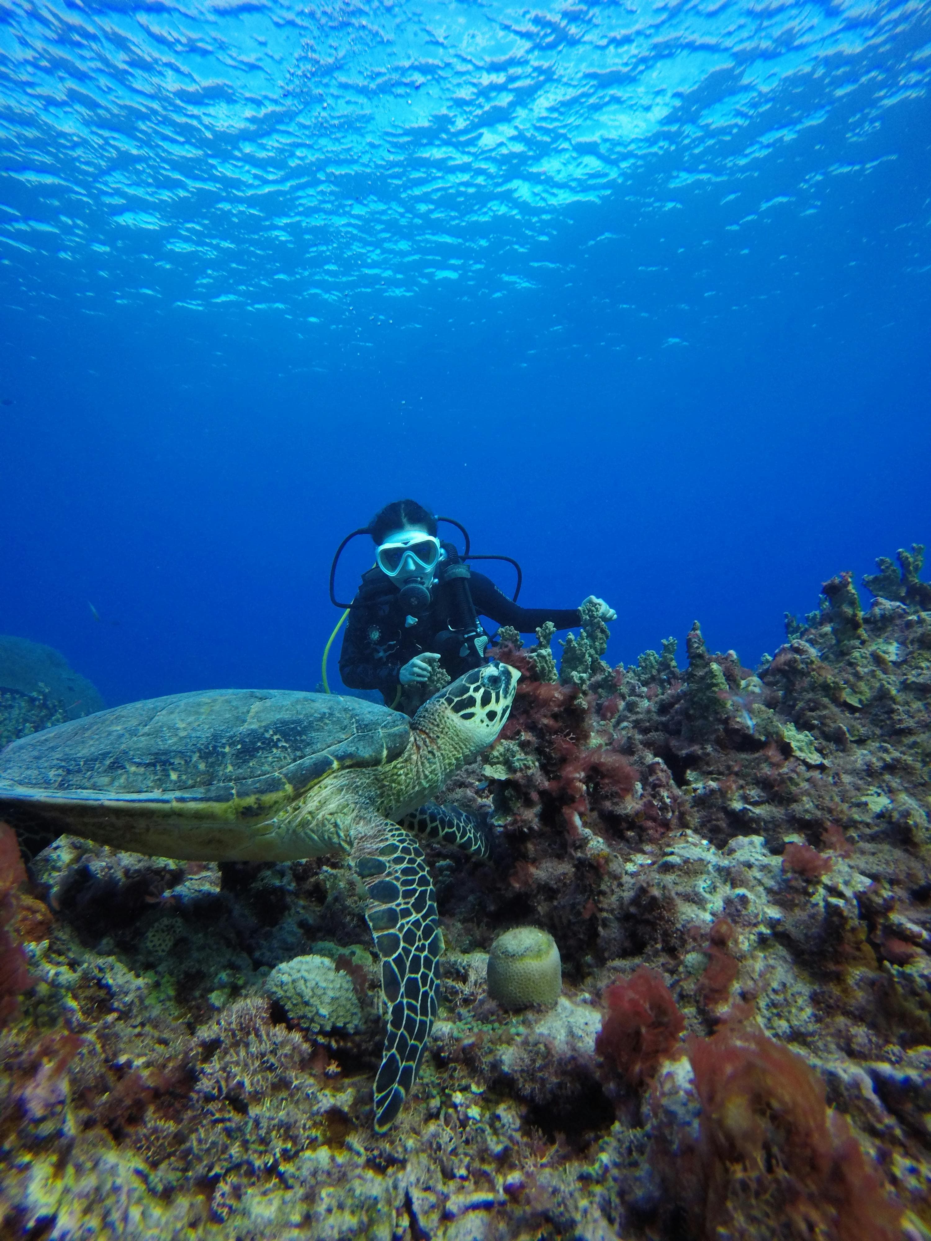 Learning to dive step by step