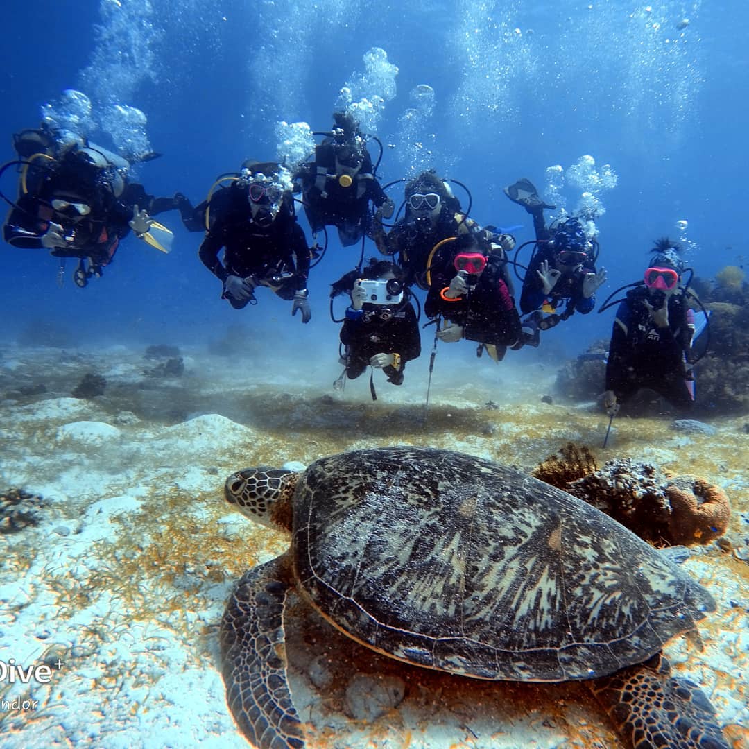 Swimming with turtles
