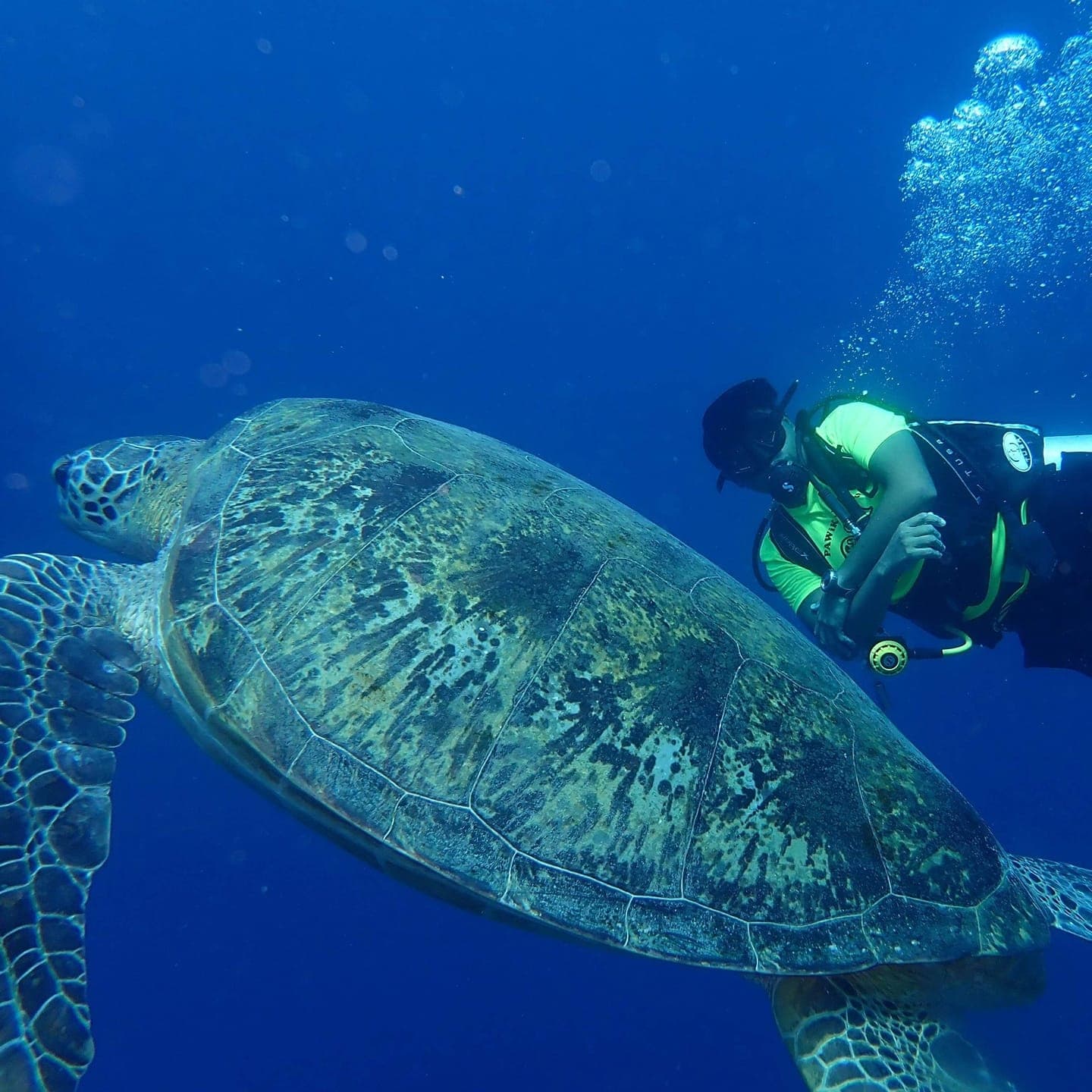 Sardine run encounter