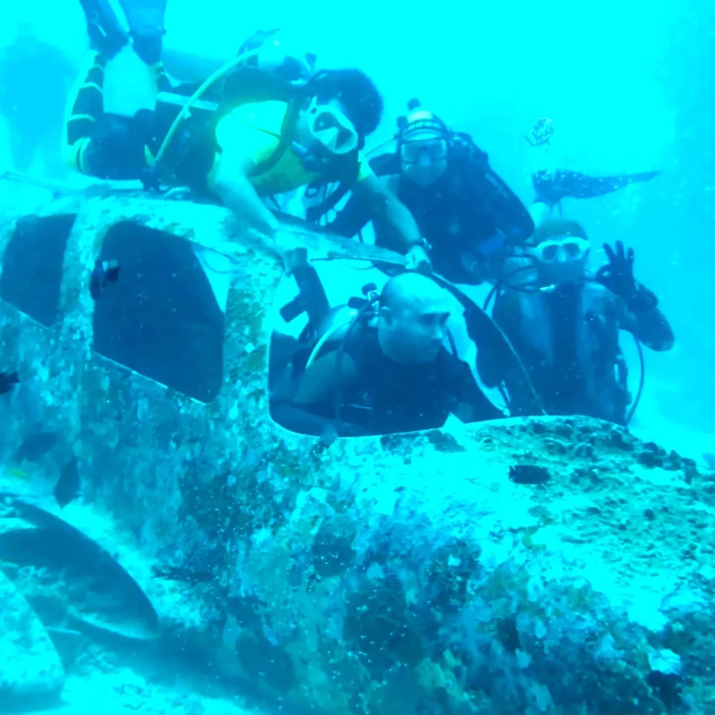 Thresher shark sighting